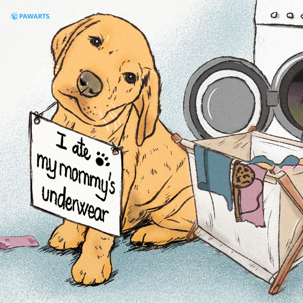 6 Reasons Why Does My Dog Eat My Underwear